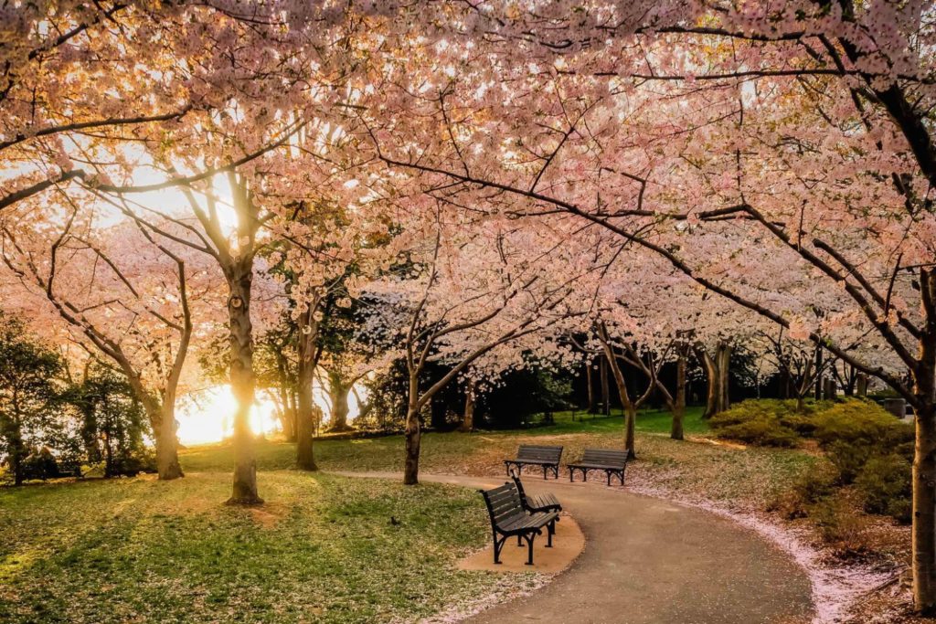 cherry blossoms_mental health