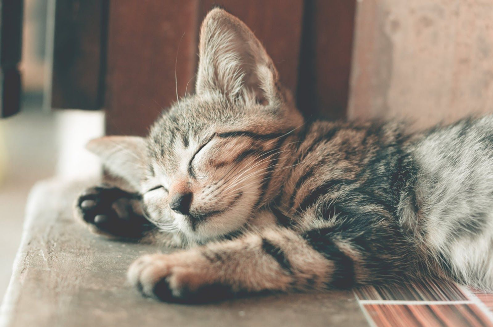 girl-talk-leadership-blog-sleep-cat